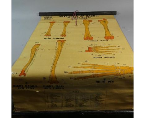 A Vintage George Philip and Sons Educational Wall Chart, Biology, Skeleton of a Rabbit, Limb Bones 