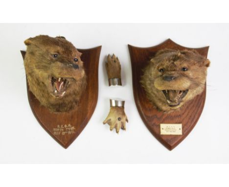 Two taxidermy otter masks, early 20th century, each set on similar shield-shaped wooden mounts, one with embossed and painted