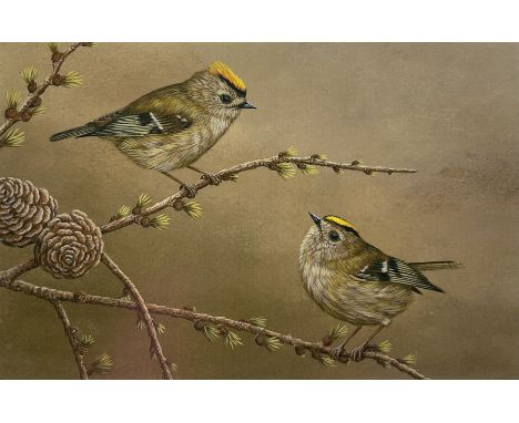 Robert E Fuller (British 1972-): 'Goldcrest on Larch', limited edition colour print signed and numbered 211/850 in pencil 15c