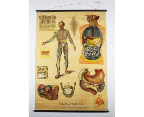 W. &amp; A.K. Johnston (publishers) - 'Organs of Digestion', lithograph, published circa 1900, 141cm x 98.5cm, together with 