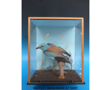 A taxidermy study of a roller bird in case