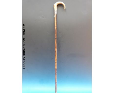 A bamboo walking stick with a horn handle and hallmarked silver collar 