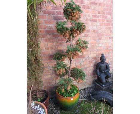A GLAZED GARDEN PLANTER WITH AN ORNAMENTAL SHAPED CONIFER - H 120 CM