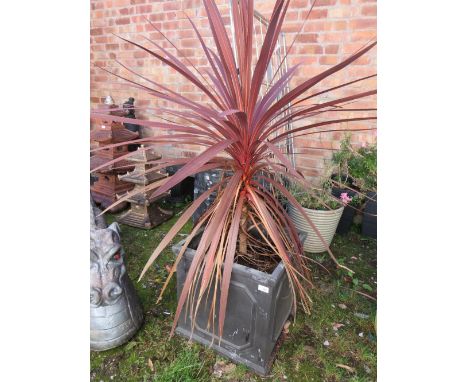 A MODERN LEAD STYLE ( RESIN /PLASTIC) PLANTER WITH TROPICAL PLANT