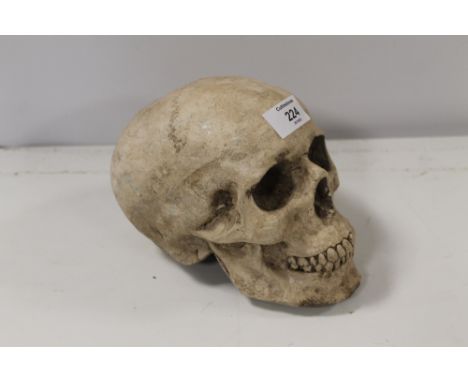 A CERAMIC MODEL SKULL S/D 
