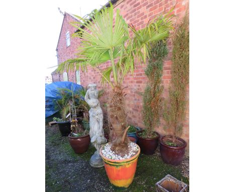 A PAINTED STONE GARDEN PLANTER WITH AN EXOTIC YUCCA?  H 220 CM