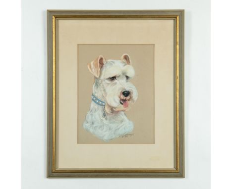 Oil pastel on paper by Western artist Ruth Goldsborough who drew a splendid white Schnauzer dog who wears a fancy blue collar