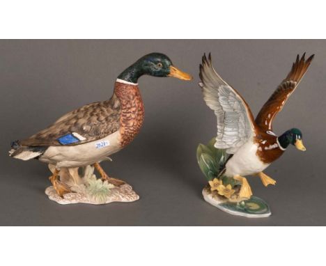 Zwei Wildenten. Hutschenreuther u. W. Goebel. 20. Jh. Porzellan, naturalistisch modelliert und staffiert, am Boden gemarkt, H