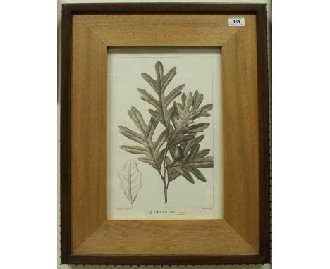 AFTER P J REDOUTÉ - a set of six oak framed prints depicting "Acorns and oak leaves"