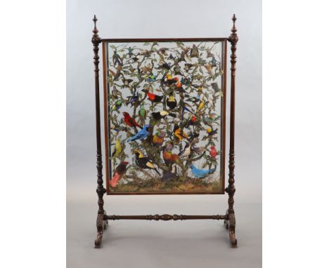   A large and impressive arboreal taxidermy arrangement, 19th centurythe glazed rosewood case containing a collection of sixt