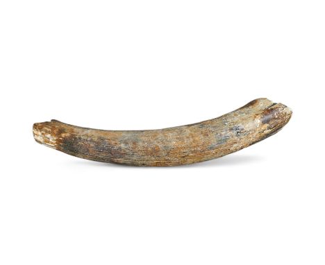 A section of prehistoric semi fossilised mammoth tusk, 52cm in length. Condition - fair to good antique condition Has a solid