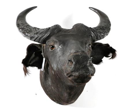 Taxidermy: Juvenile Southern Savannah Buffalo (Syncerus caffer) circa 1970, head mount looking straight ahead, 62cm from the 