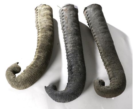 Taxidermy: Three Replica Foam Elephant Trunks, three various sized life-like replica full Elephant trunks, formerly built and