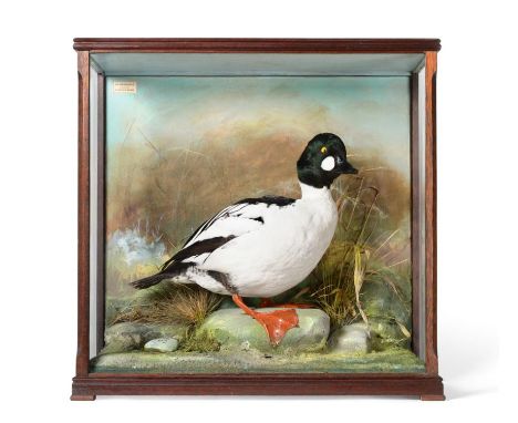 Taxidermy: A Cased Goldeneye Duck (Bucephala clangula), circa 1991, by David.L.Keningale, Warwickshire. a drake Goldeneye of 