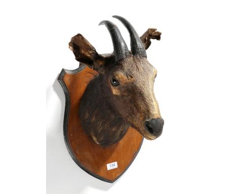 Taxidermy: Himalayan Serow (Capricornis thar), circa 1920, shoulder mount with head looking slightly to the left, mounted upo