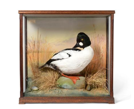 Taxidermy: A Cased Goldeneye Duck (Bucephala clangula), circa 1991, by David.L.Keningale, Warwickshire. a drake Goldeneye of 