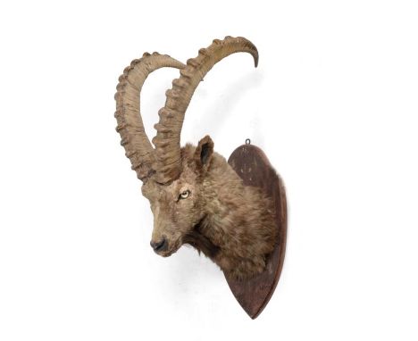 Taxidermy: Siberian Ibex (Capra sibirica sibirica) circa 1930, by Van Ingen & Van Ingen Mysore India, shoulder mount looking 