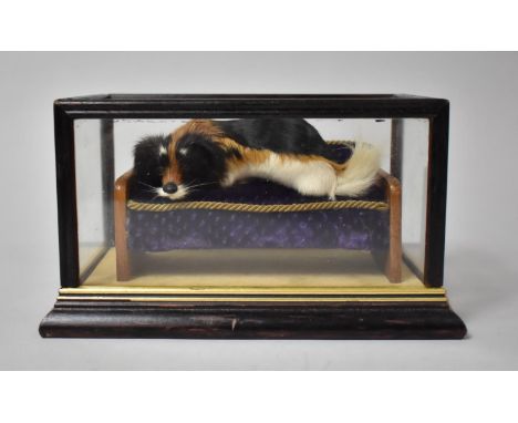 An Early 20th Century Cased and Glazed Diorama Depicting Reclining Dog on Sofa, Plinth Base, 20.5x12.5x12cms High 