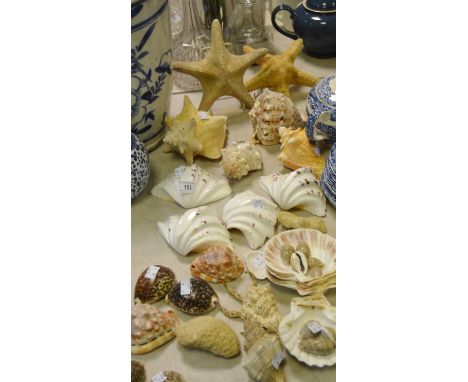 Conchology - Giant scallop shells; Starfish;  etc qty 