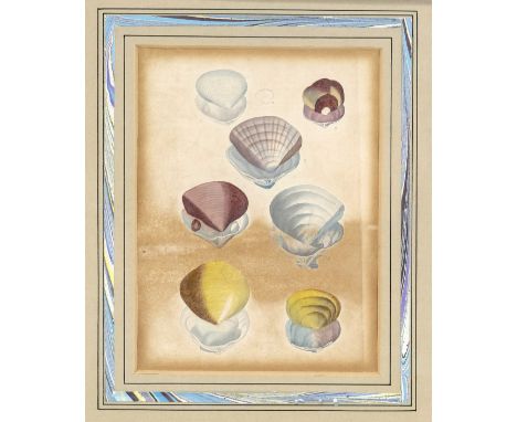 3 zusammengehörige kolorierte Lithografien von verschiedenen Muscheln, um 1900, hinter Glas ger. m. Passepartout, Rahmen je 2