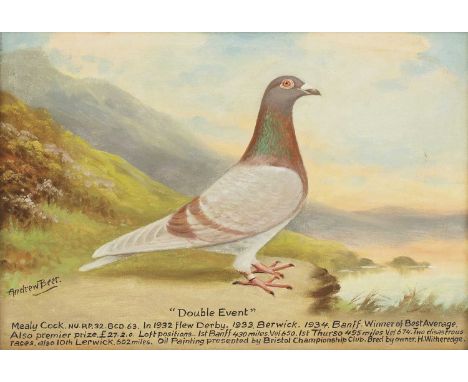 *Andrew Beer (1862-1954)'Double Event', a racing pigeonsigned 'Andrew Beer' l.l., inscribed l.c., oil on canvas30.5 x 40.5cm;