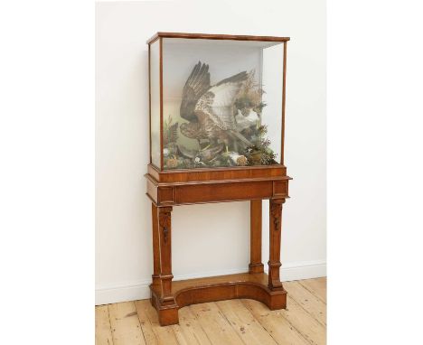 A Victorian taxidermy diorama by Ashmead and Co.,late 19th century, containing common buzzard and a French partridge in a nat