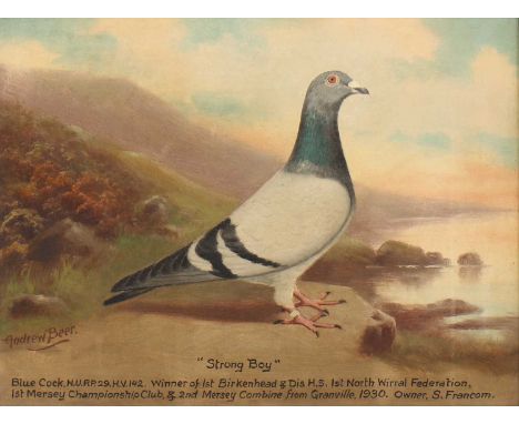 *Andrew Beer (1862-1954)'Strong Boy', a racing pigeonsigned 'Andrew Beer' l.l., inscribed l.c., oil on canvas30.5 x 40.5cm*Ar