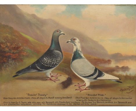 *Andrew Beer (1862-1954)'Beaufort Beauty' and 'Beaufort Pride', a double portrait of racing pigeonssigned 'Andrew Beer' l.r.,