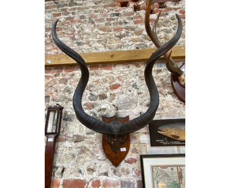 A large pair of kudu horns with skull-cap, mounted on an oak shield
