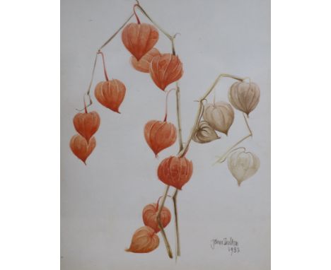  John Skelton, watercolour, Study of a Chinese lantern plant, signed and dated ’83, 30 x 24cm