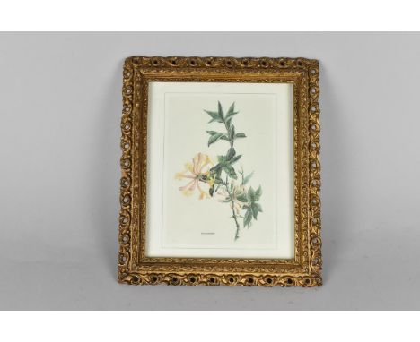 A Pretty Pierced Gilt Frame, 23x27cms, Containing a Botanic Print of Honeysuckle 