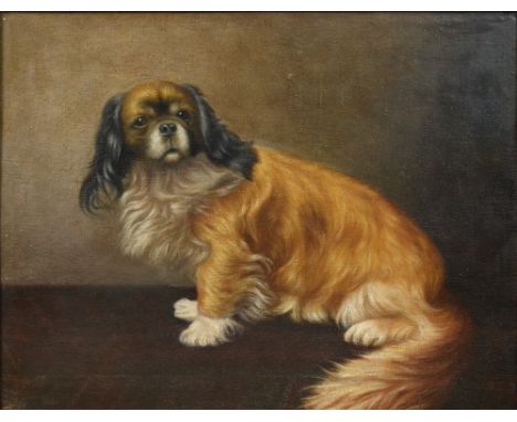 DECORATIVE SCHOOL (20th century)Portrait of a PekineseOil on canvas laid down36 x 28 cm, framed   CONDITION REPORTS:  General