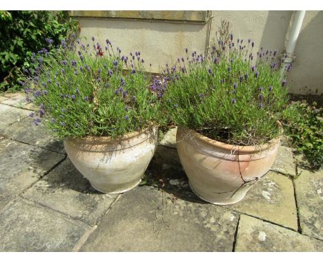 Pair of weathered terracotta planters of tapering form with fluted collars (one severely damaged), each planted with well est