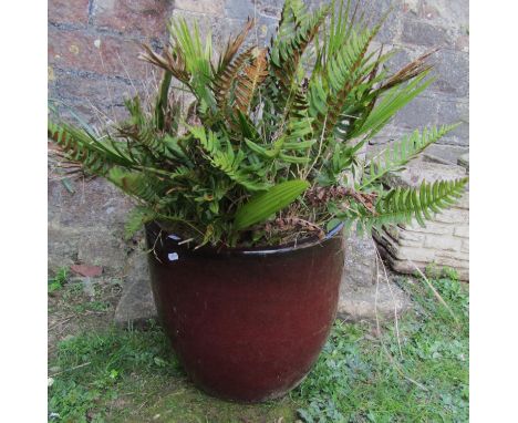 A contemporary glazed planter containing an established plant, the pot 40cm high x 40cm diameter approx