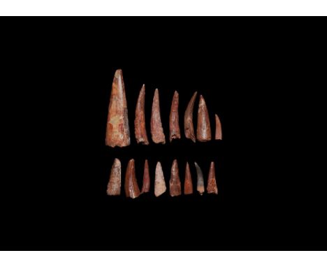 Cretaceous Period, 145-65 million years BP. A selection of fifteen pterosaur teeth, Siroccopteryx moroccensis, from south of 