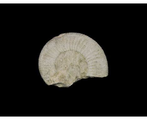 Jurassic Period, Callovian Stage, 166-163 million years BP. A large fossil ammonite from Agadir, Morocco, possibly Reineckeia
