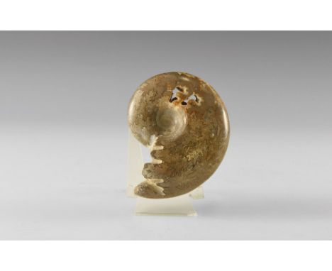 Jurassic Period, Bacocian stage, 168-172 million years BP. A large polished Beudanticeras sp. chambered ammonite, discovered 