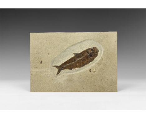 Eocene Period, 58-36 million years BP. A large fossil Knightia alta fish in matrix from Warfield's Quarry, Kemmerer, Green Ri