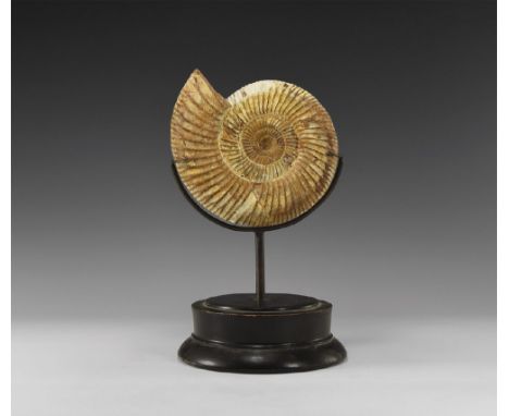 Jurassic Period, Oxfordian Stage, 163-157 million years BP. A large fossil ammonite possibly Perisphinctids Indogermanus from