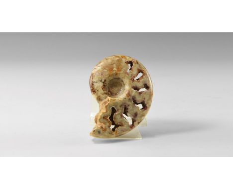 Jurassic Period, Bacocian stage, 168-172 million years BP. A large polished Oolite Sloenbachia sp. chambered ammonite, discov