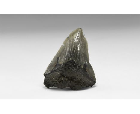 Miocene Period, 23-5.3 million years BP. A Carcharocles megalodon giant shark tooth with good serrations and tooth enamel, fr