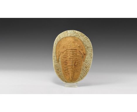 Devonian Period, 417-354 million years BP. A large Cambropallas telesto trilobite on a matrix from Djbel Ougrat, Morocco. 1.9