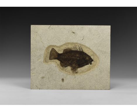 Eocene Period, 58-36 million years BP. A fossil Priscacara liops fish in matrix from the Green River Formation, Lincoln Count