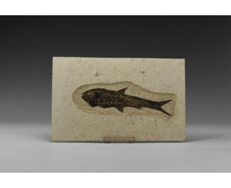 Eocene Period, 58-36 million years BP. A large fossil Knightia alta fish on matrix from Warfield's Quarry, Kemmerer, Green Ri