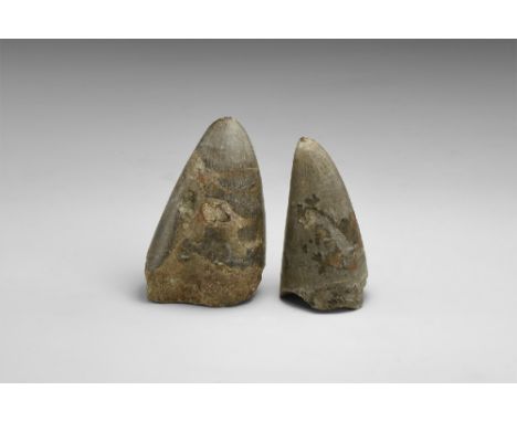 Cretaceous Period, 145-65 million years BP. A pair of large dinosaur teeth with serration visible to the tips. 124 grams tota