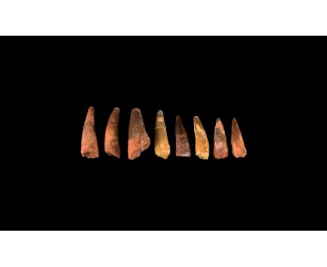 Cretaceous Period, Aptian Stage, 125-113 million years BP. A group of eight large teeth from Spinosaurs maroccanus from Tegan