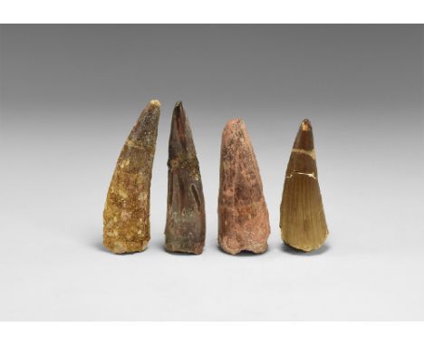 Cretaceous Period, Aptian Stage, 125-113 million years BP. A group of four teeth from the dinosaur Spinosaurs maroccanus from