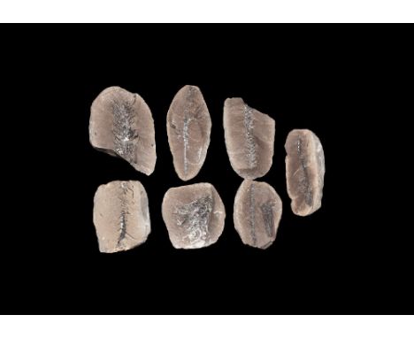 Upper Carboniferous Period, 327-299 million years BP. A group of eight plant and seed fossils including Bothrodendron minutif