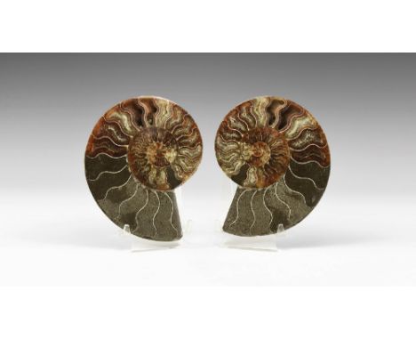 Jurassic Period, Bacocian Stage, 168-172 million years BP. An A-grade cut and polished Cleoniceras sp. ammonite in a white ca