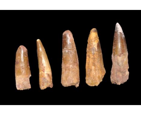 Cretaceous Period (late Aptian), 125-113 million years BP. A group of five Spinosaurs maroccanus teeth. 95 grams total, 50-70